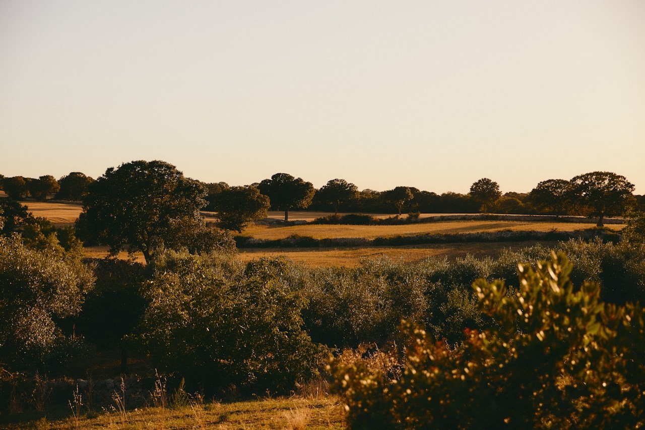 Vente de terrain-image
